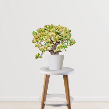 Crassula Ovata Hummel’s Sunset plant - Gardengram